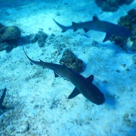 Wayasewa Island Naqalia Lodge المظهر الخارجي الصورة